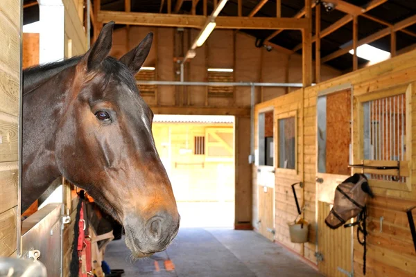 Caballo en una caballeriza con cama de pellets