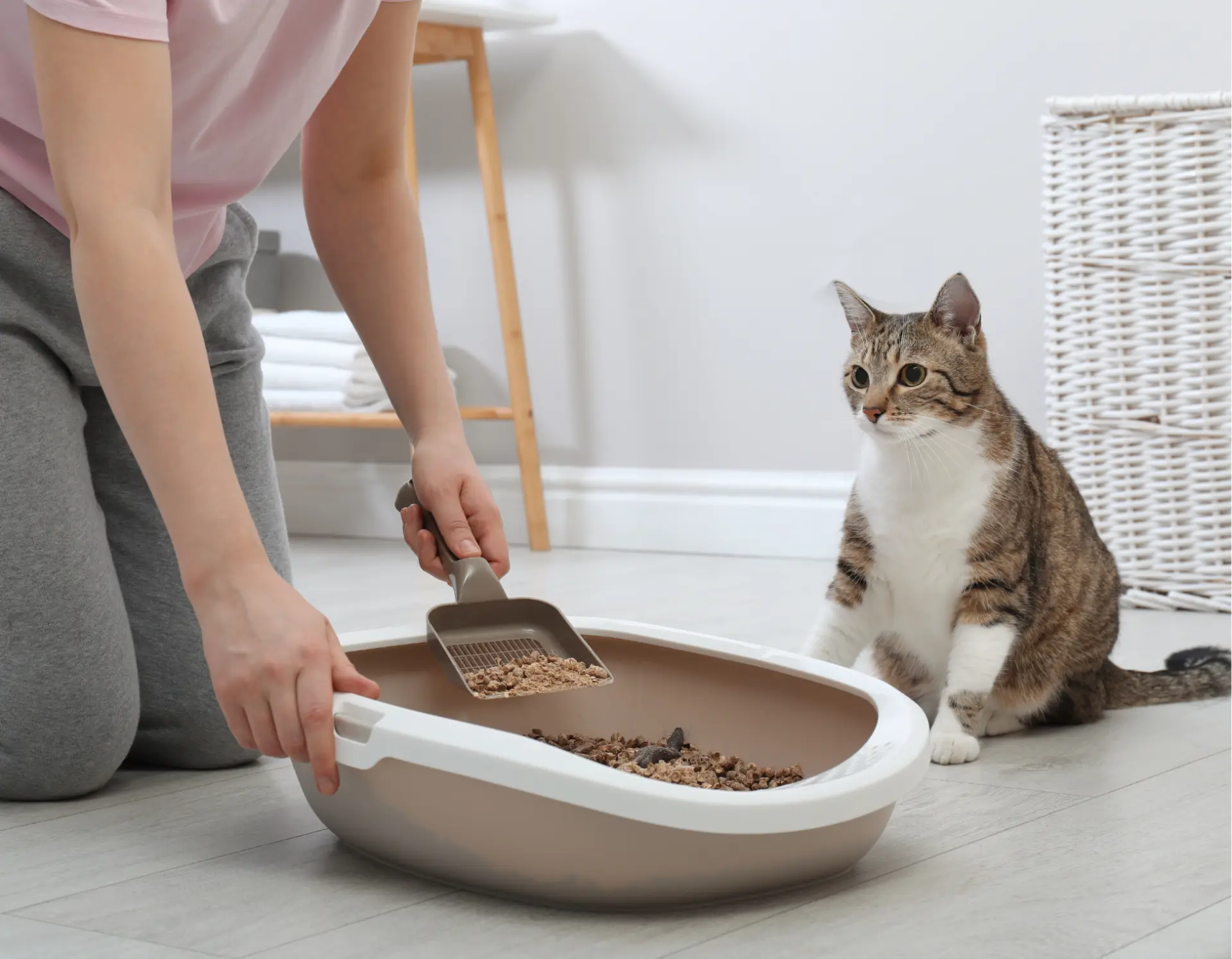 Pellets para arena de gato